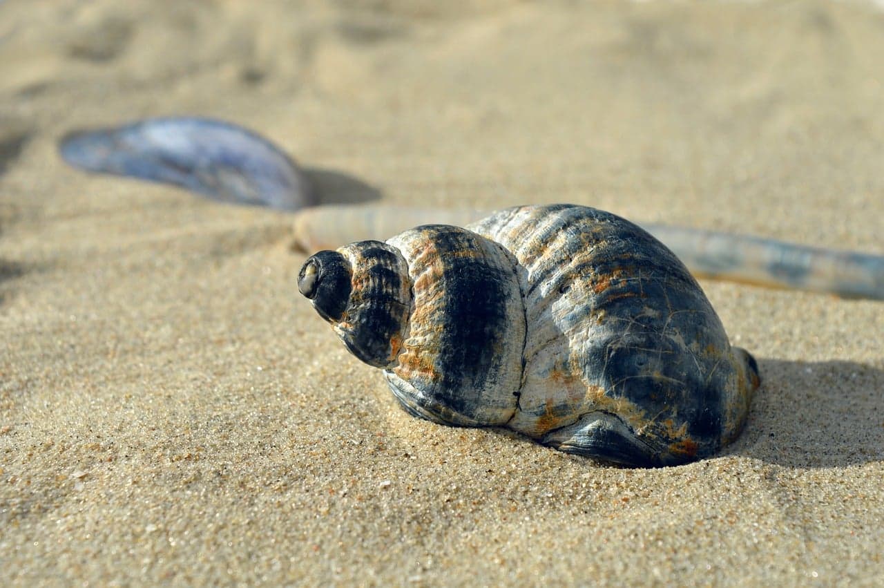 Egy kagyló több, mint tengerparti szuvenír – az óceán és az emberiség története van beleírva