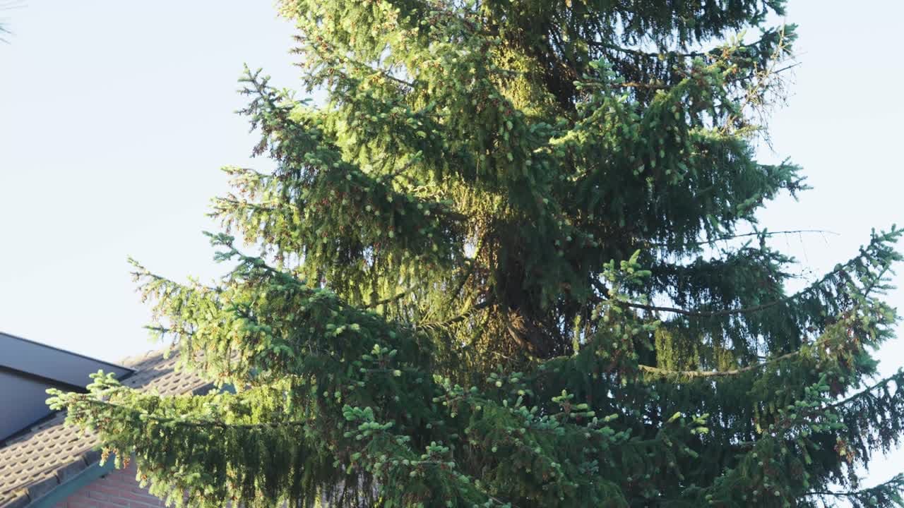 Idén is lakossági felajánlásból érkezik Fehérvár karácsonyfája