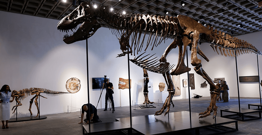 Gus-t, a T-Rex csontvázat 50,1 millió dollárért adták el